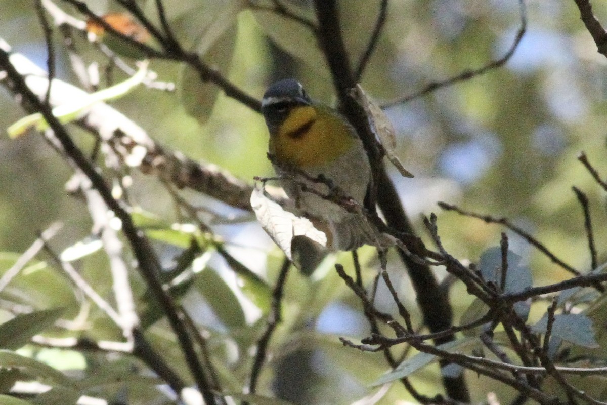 Crescent-chested Warbler - ML620503377