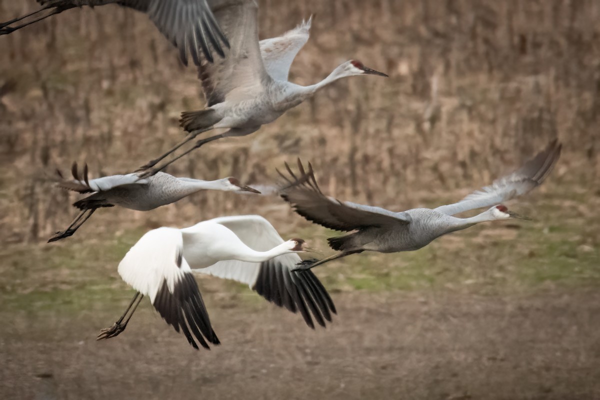 Whooping Crane - ML620503379