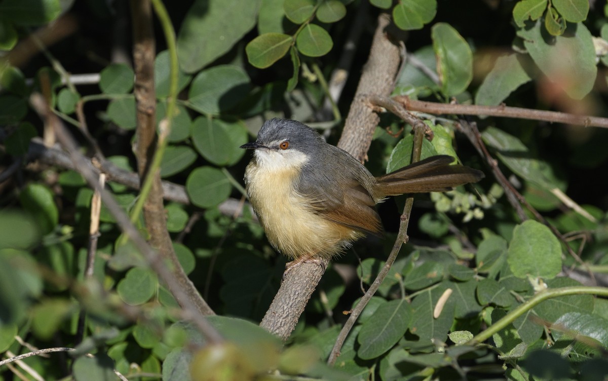 Prinia Cenicienta - ML620503382