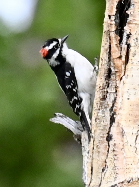 Downy Woodpecker - ML620503384