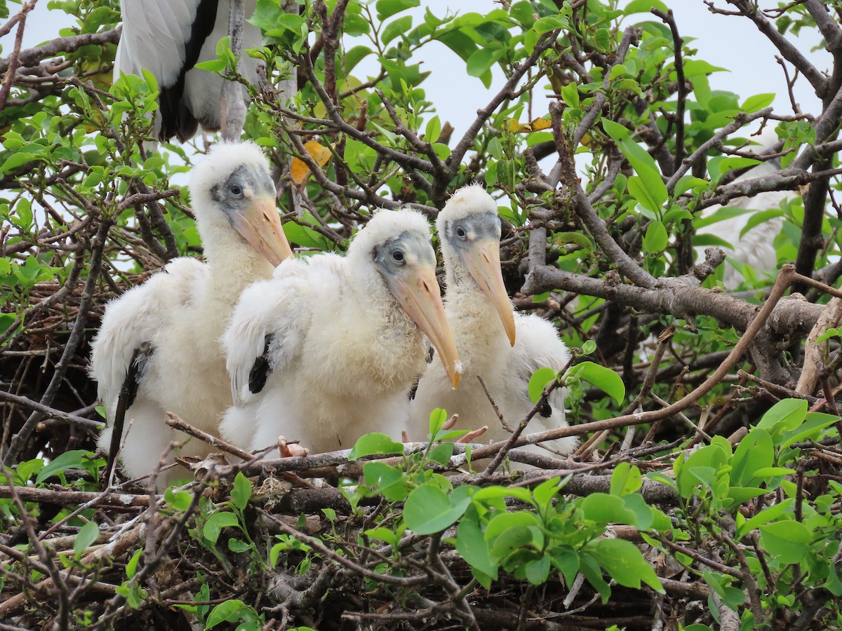 Wood Stork - ML620503387