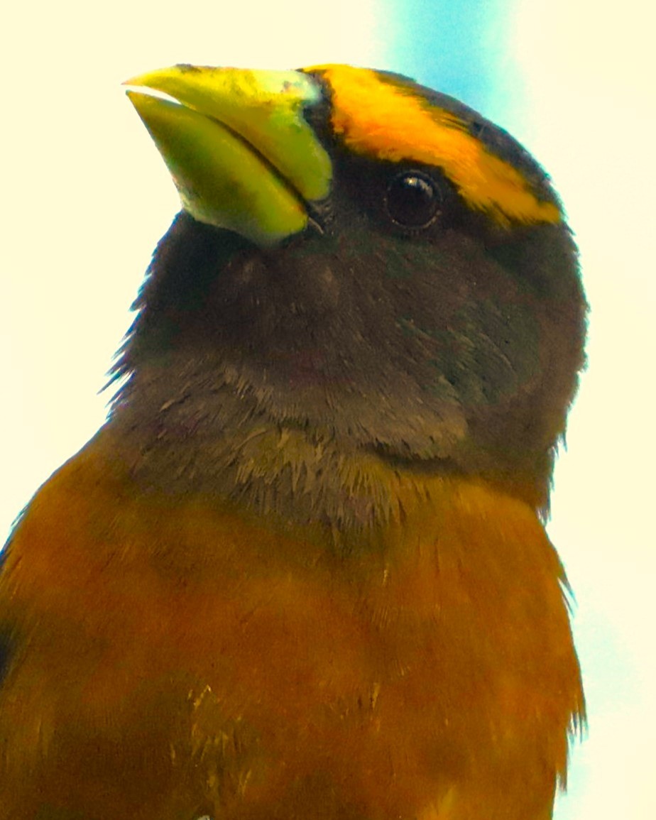 Evening Grosbeak - ML620503389