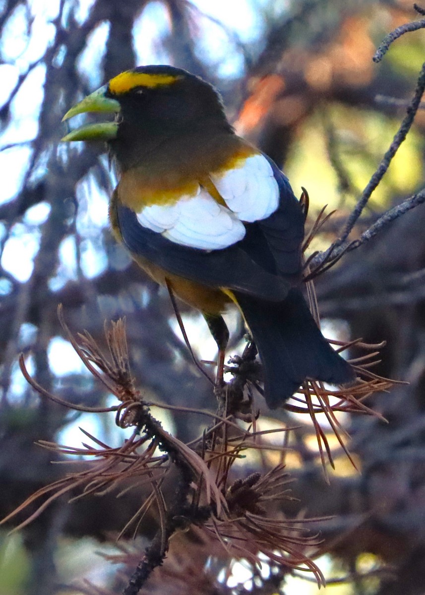 Evening Grosbeak - ML620503390