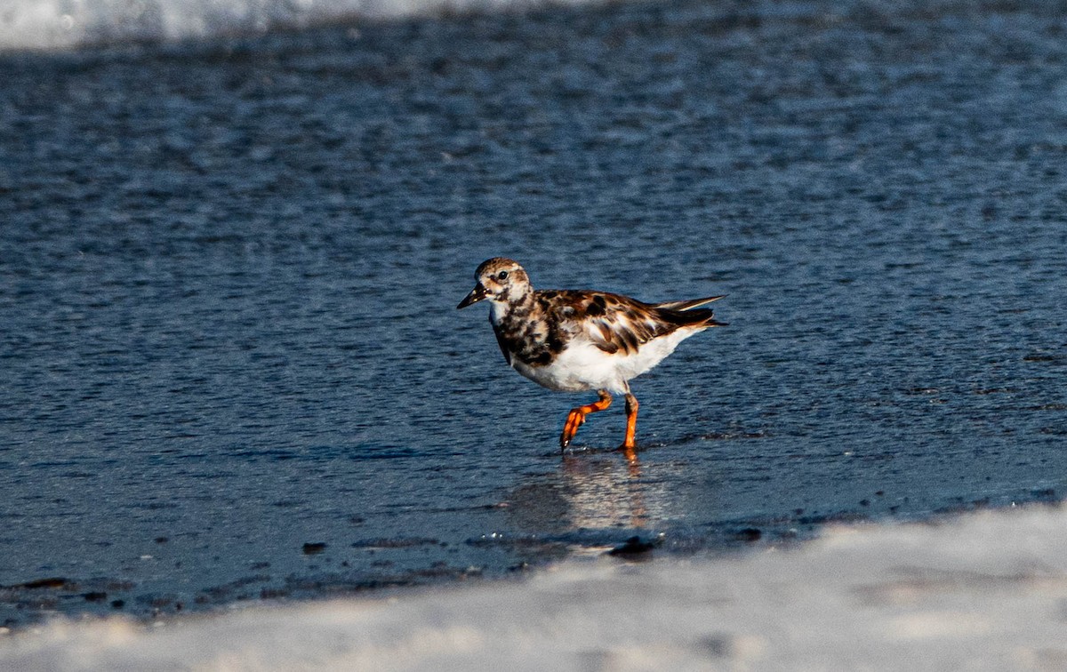 Ruddy Turnstone - ML620503398