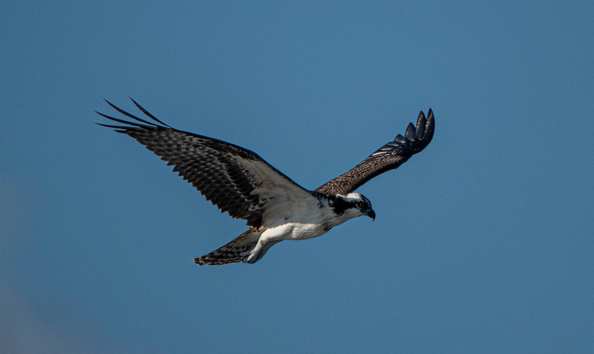 Osprey - Debbie Carr