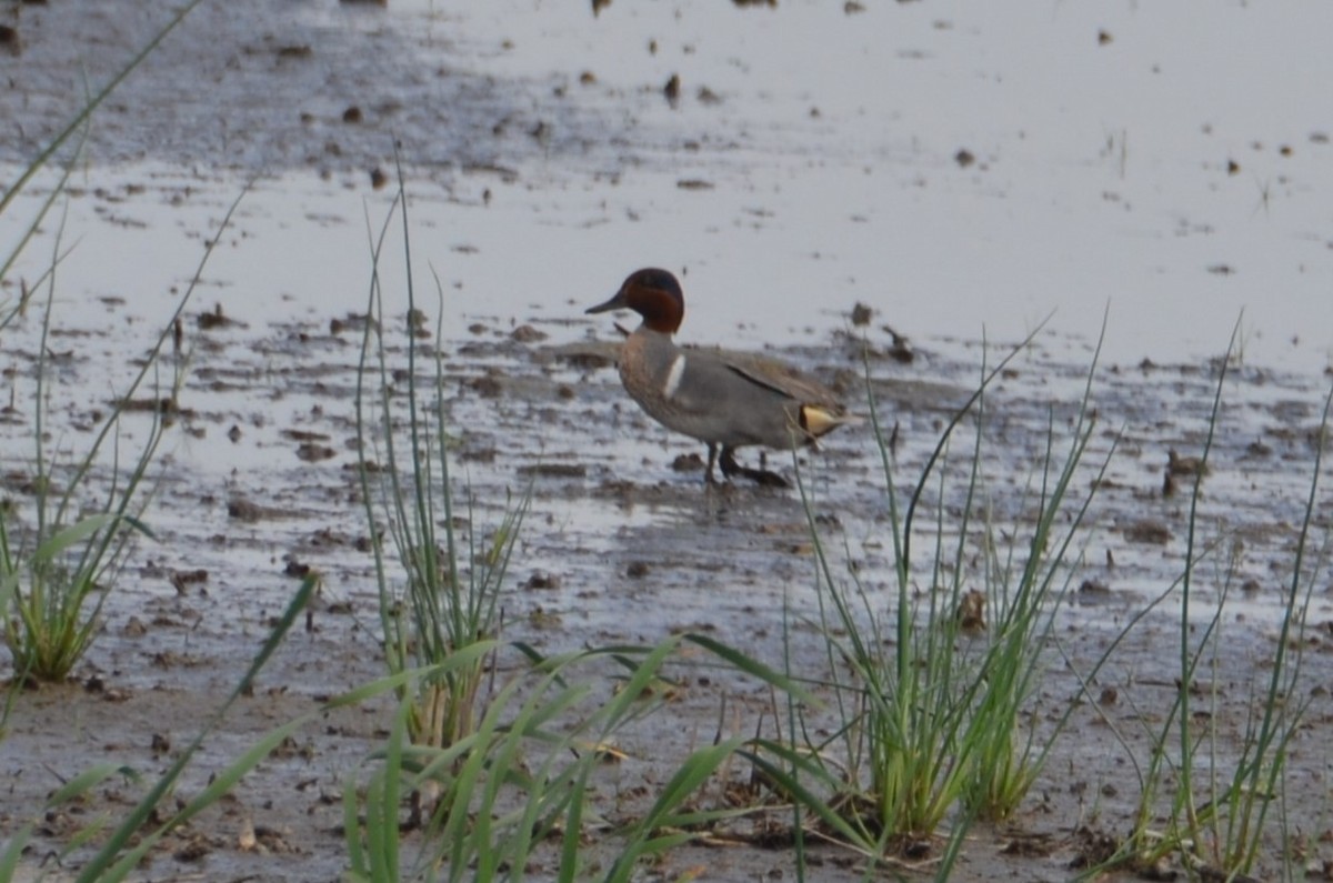 Green-winged Teal - ML620503406