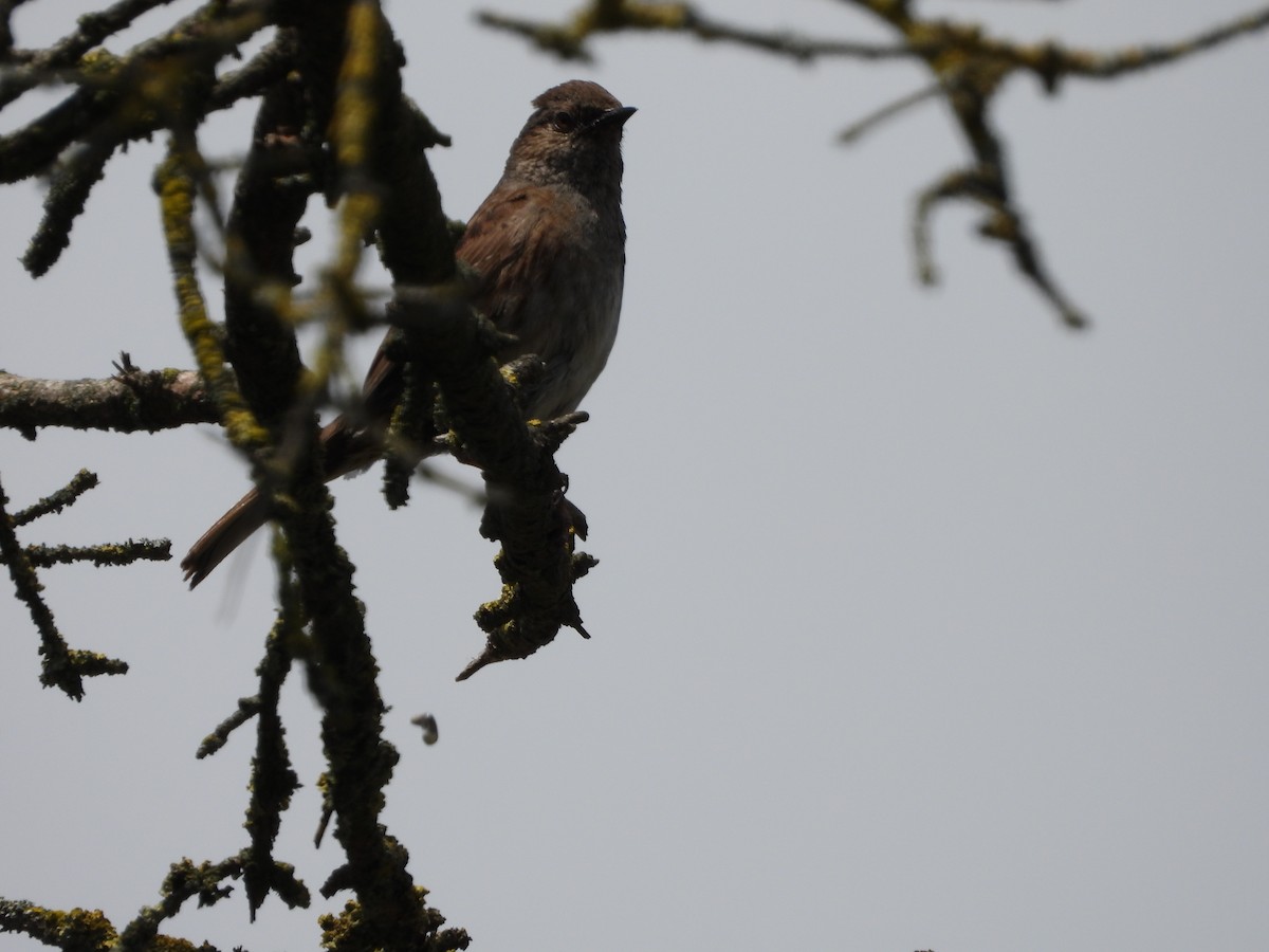 Dunnock - ML620503408