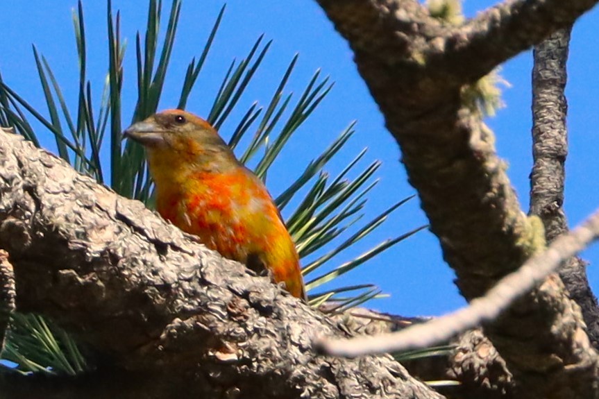 Red Crossbill - ML620503410