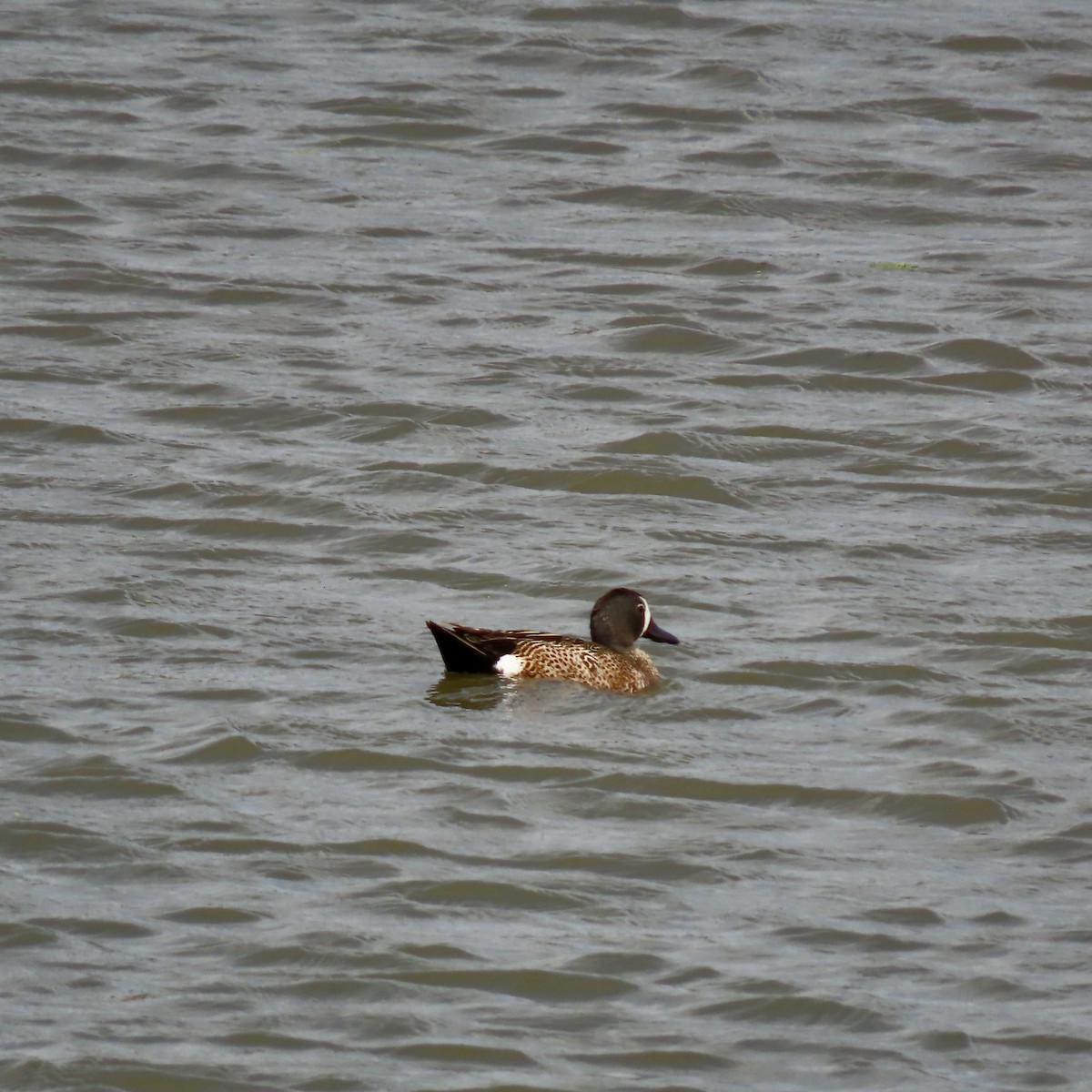 Blue-winged Teal - ML620503411