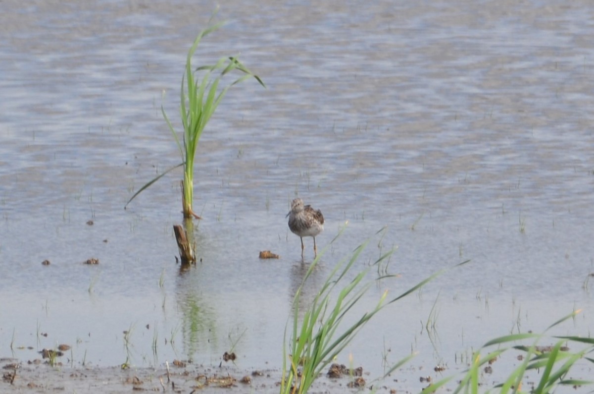 Lesser Yellowlegs - ML620503412