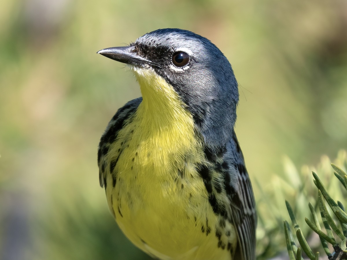 Kirtland's Warbler - Tori Martel