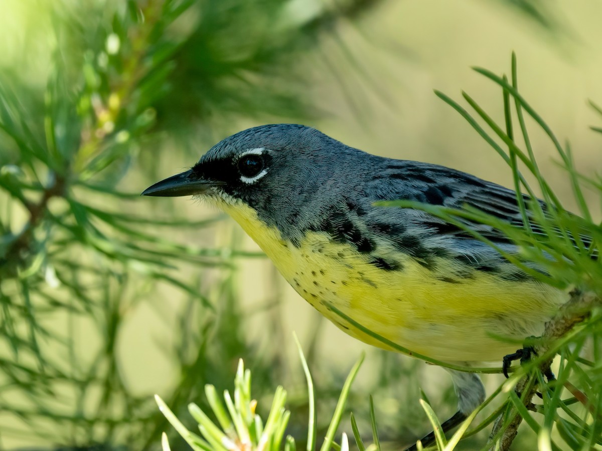 Kirtland's Warbler - ML620503425