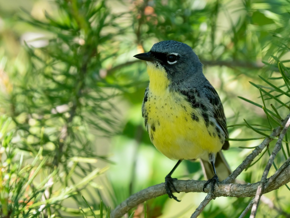 Kirtland's Warbler - ML620503426