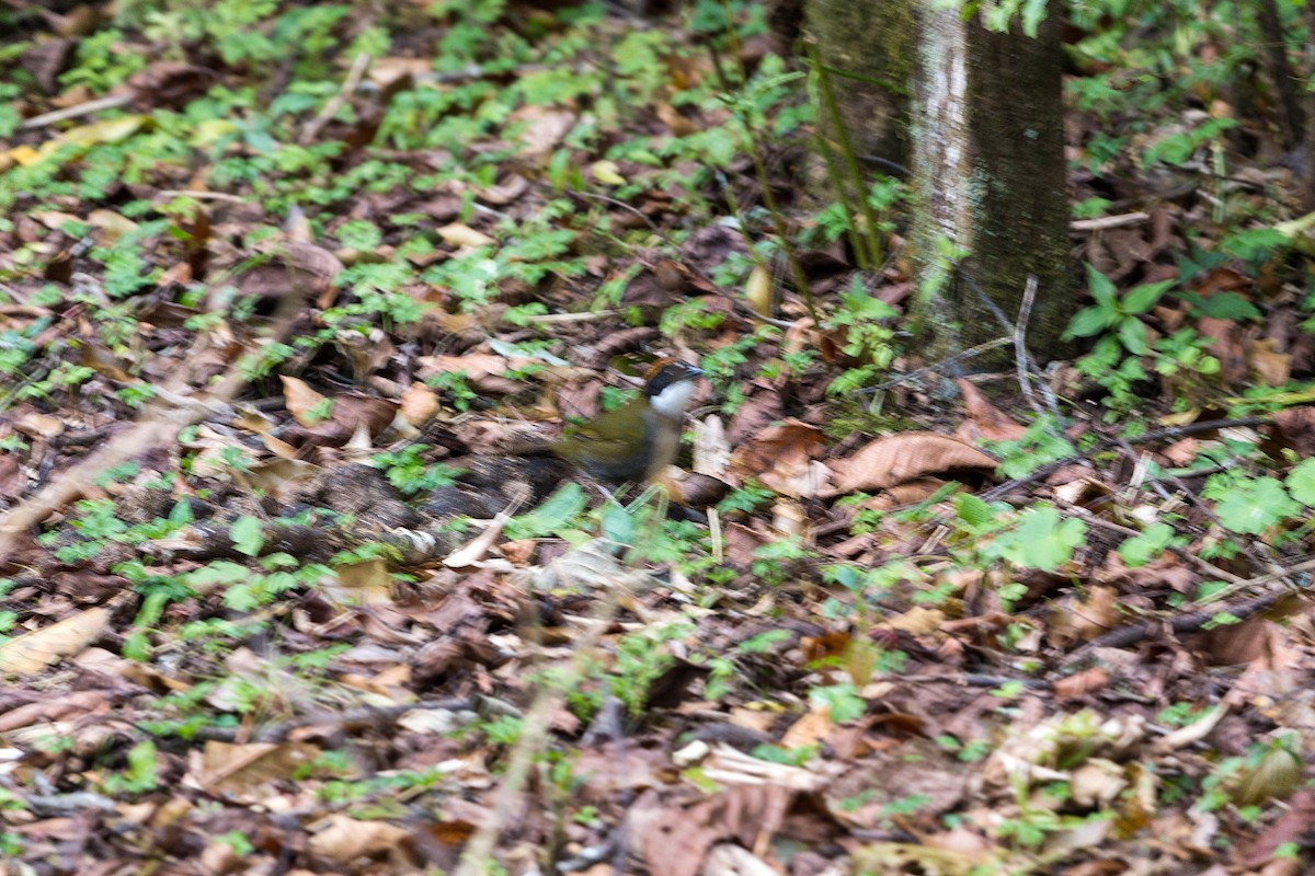 Chestnut-capped Brushfinch - ML620503428