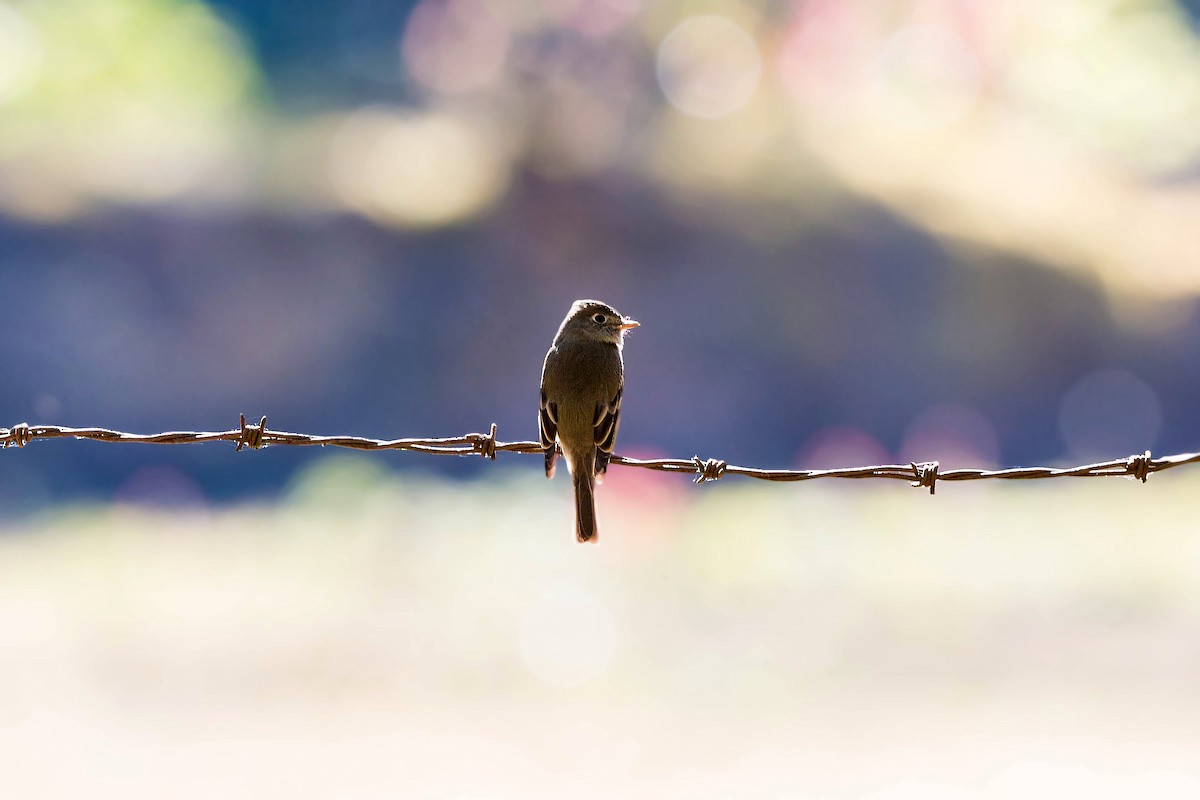 Least Flycatcher - ML620503433