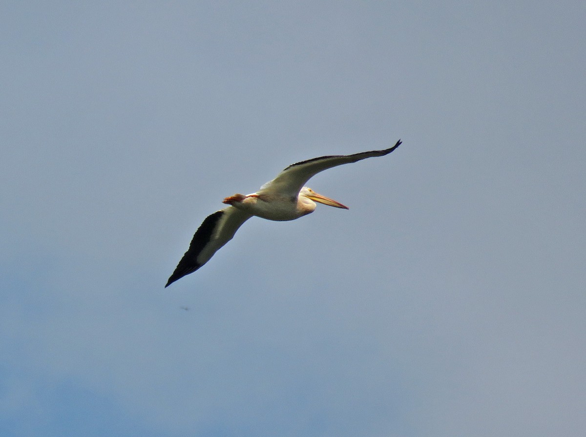 American White Pelican - ML620503435