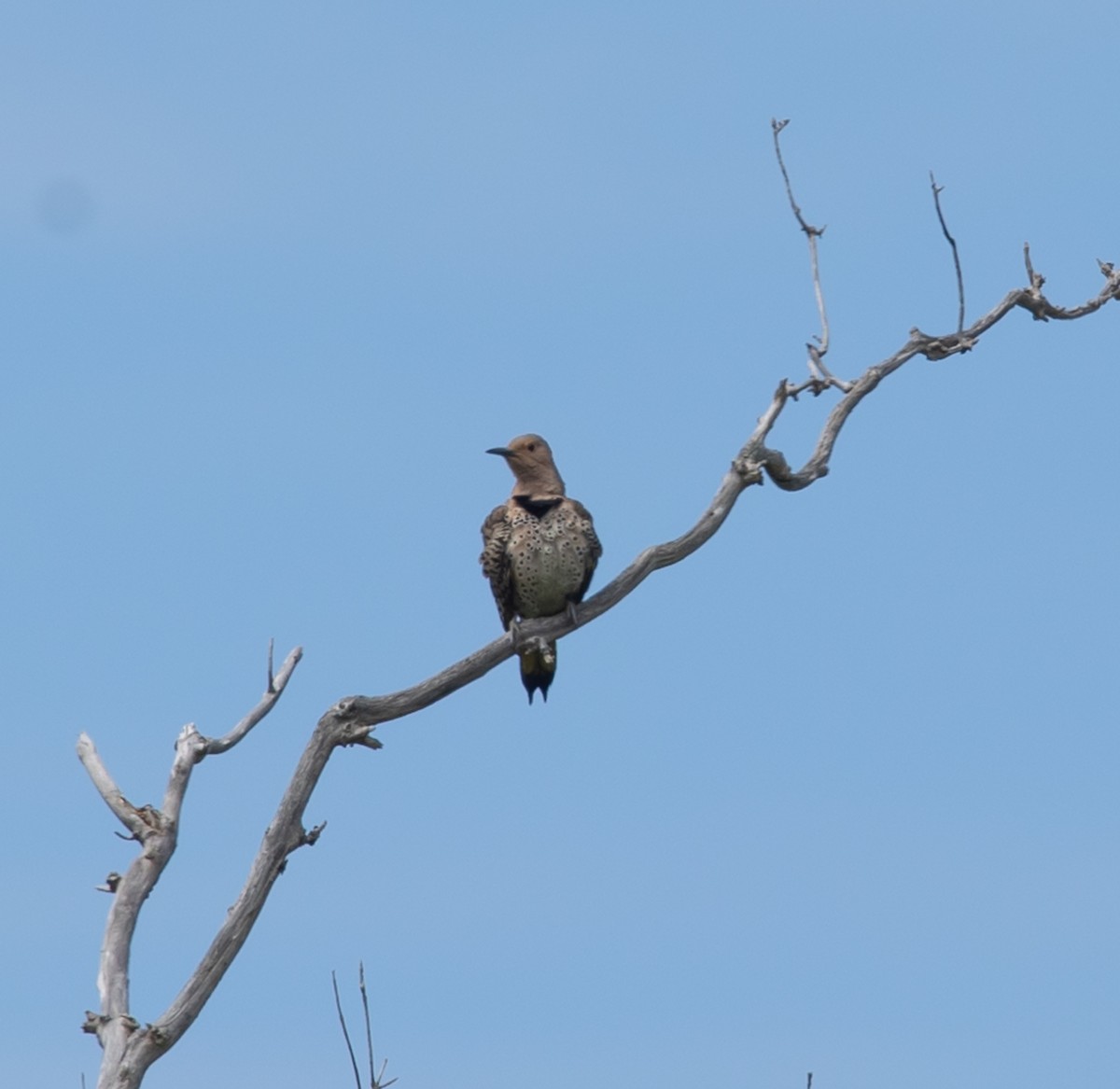 Northern Flicker - ML620503436