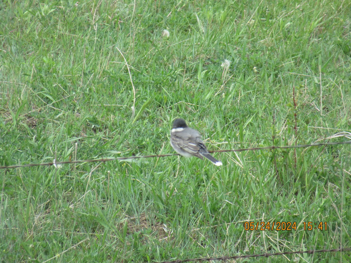 Eastern Kingbird - ML620503439