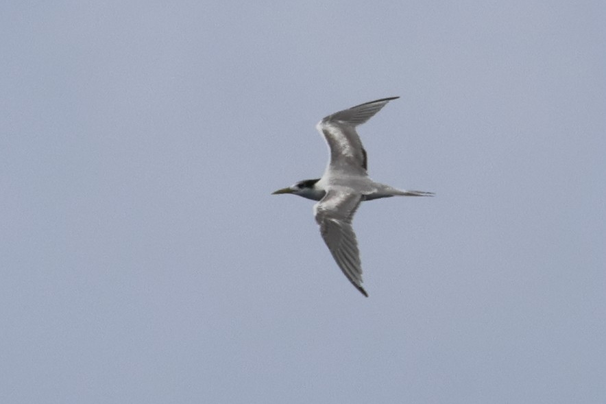 Great Crested Tern - ML620503448