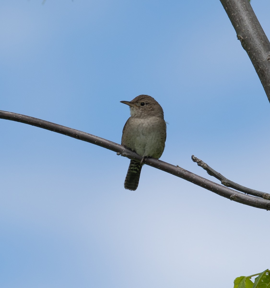 Chochín Criollo - ML620503449