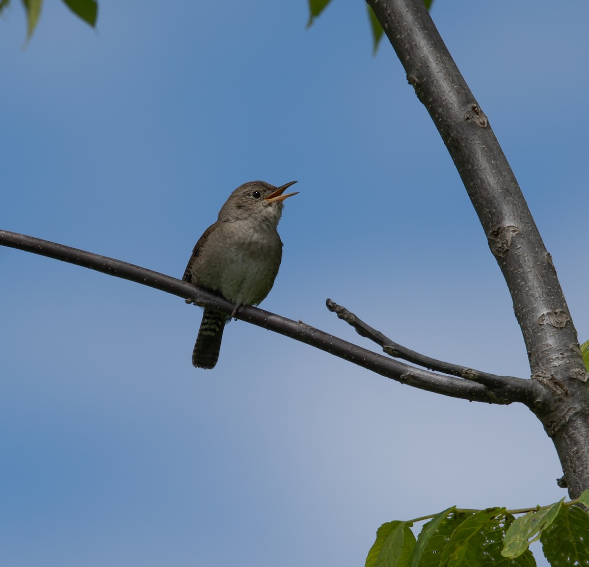 House Wren - ML620503450