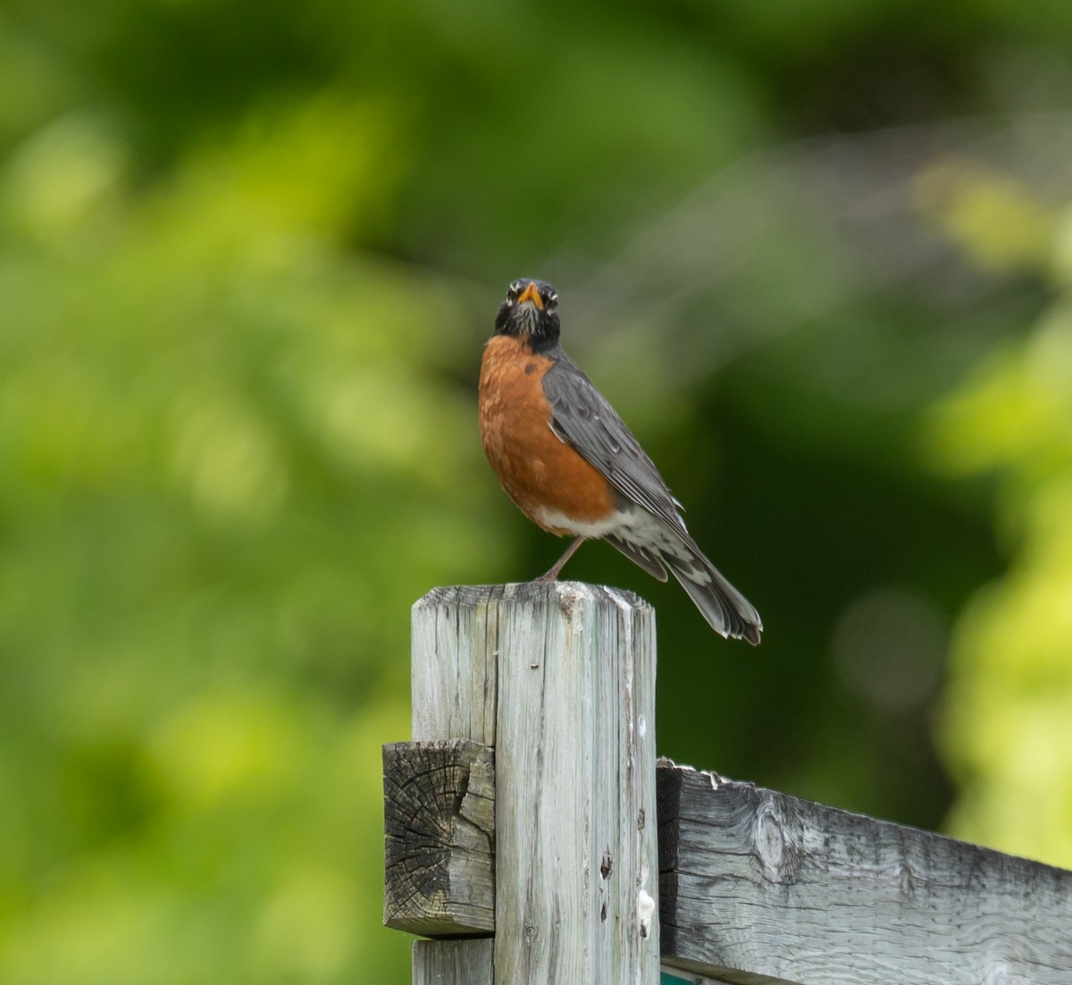 American Robin - ML620503455