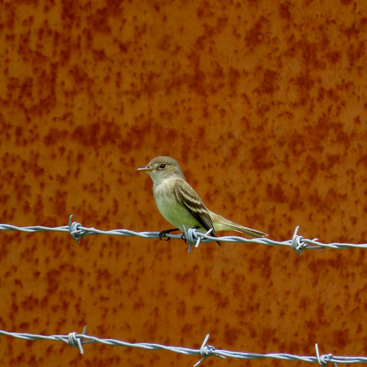 Willow Flycatcher - ML620503457