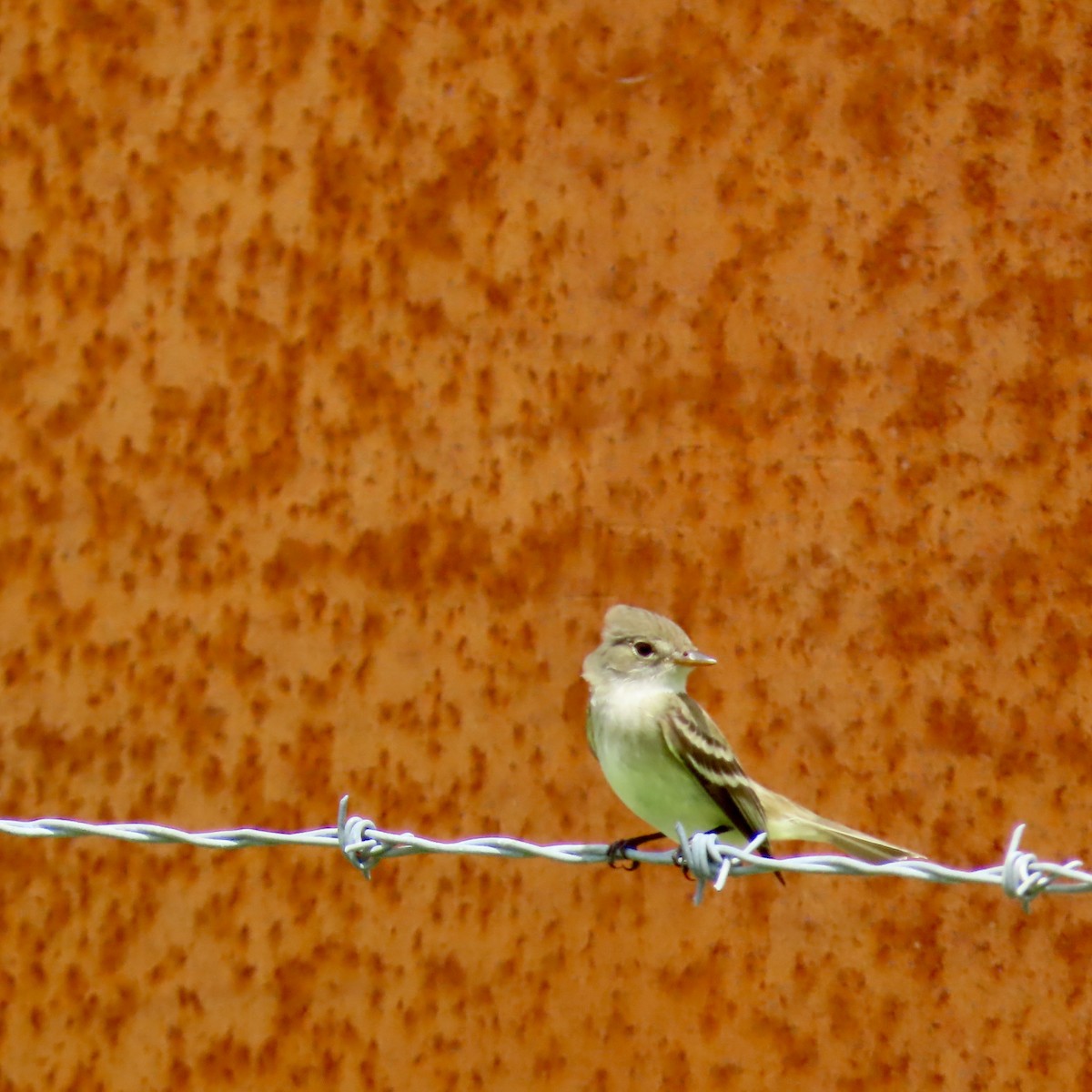 Willow Flycatcher - ML620503458