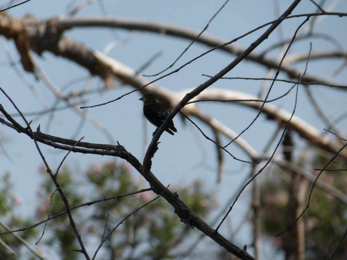 Lesser Goldfinch - ML620503459