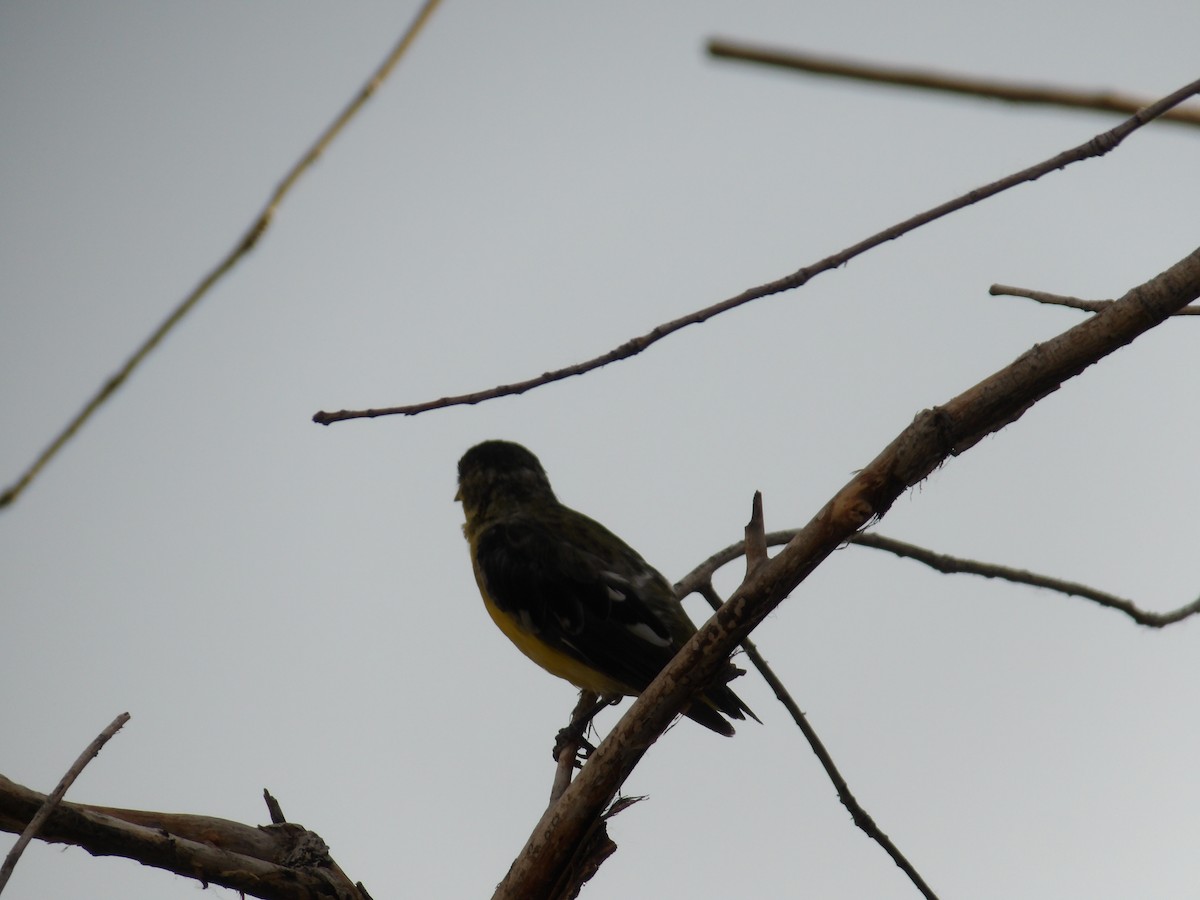 Lesser Goldfinch - ML620503463