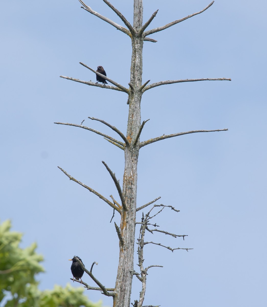 Brown-headed Cowbird - ML620503465