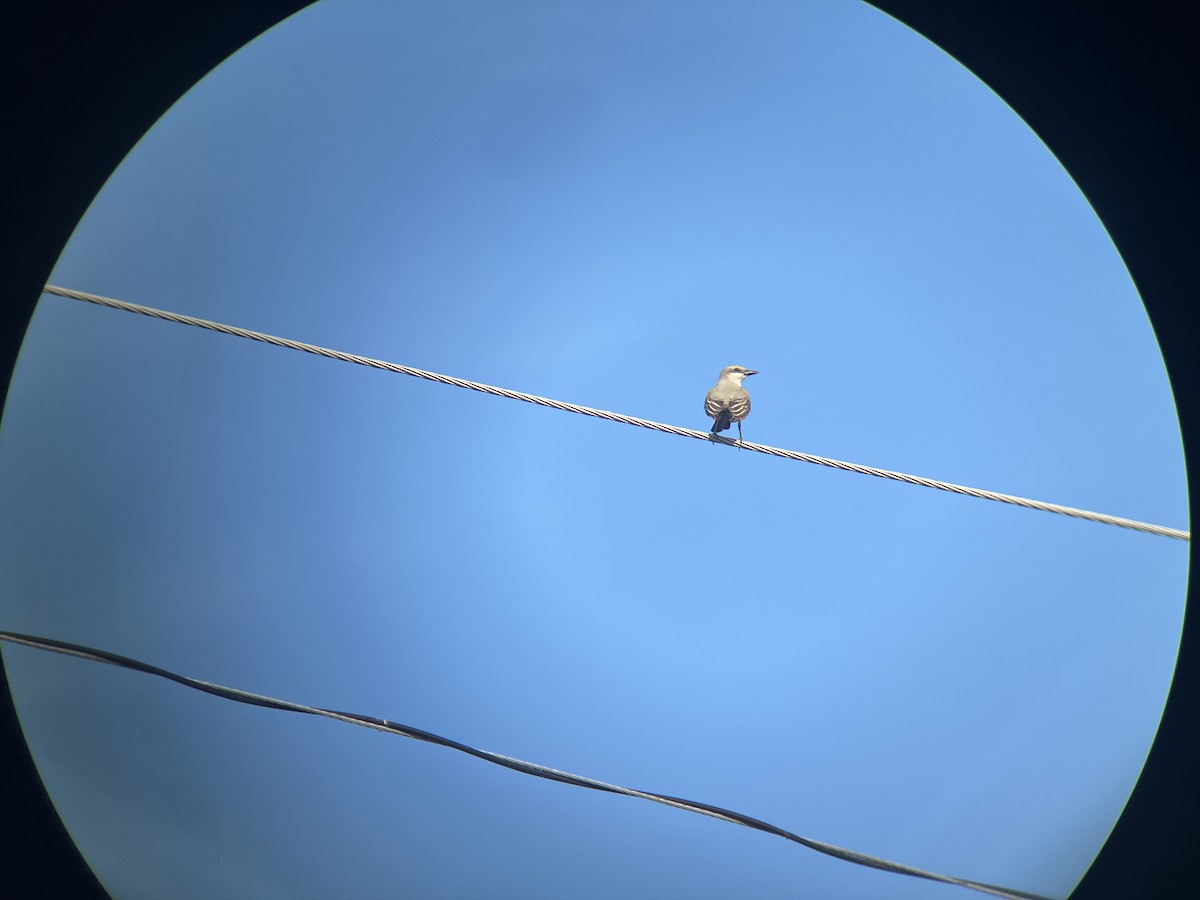 Western Kingbird - ML620503470