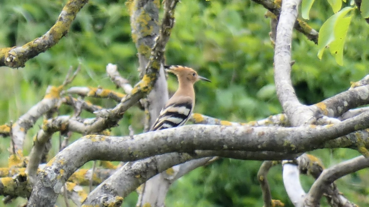 Eurasian Hoopoe - ML620503475