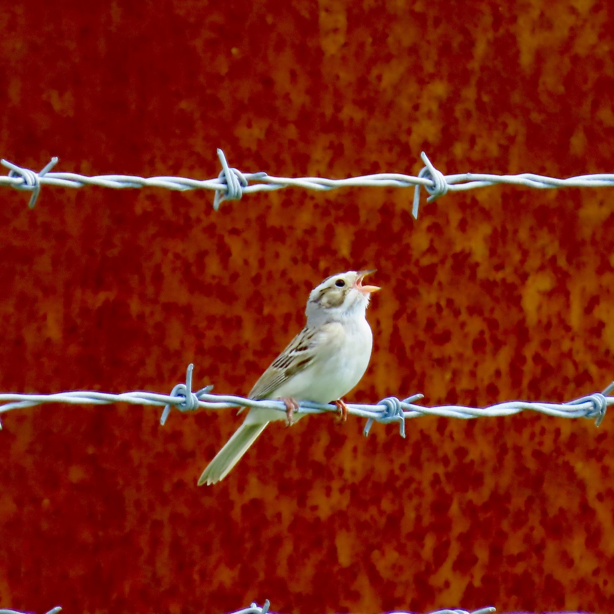 Clay-colored Sparrow - ML620503476