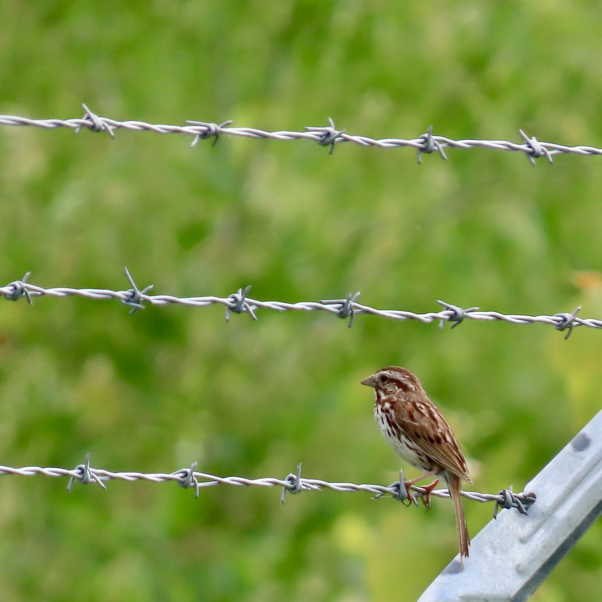 Song Sparrow - ML620503485