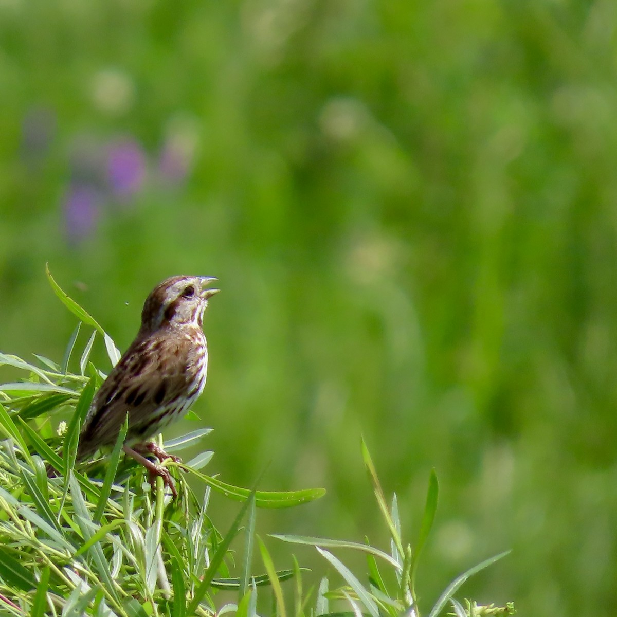 Song Sparrow - ML620503487