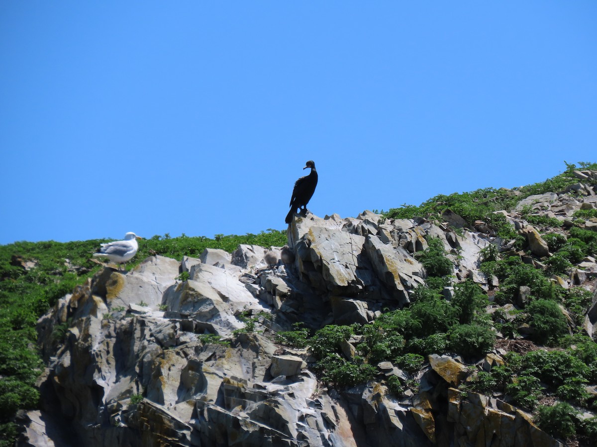 Double-crested Cormorant - ML620503489