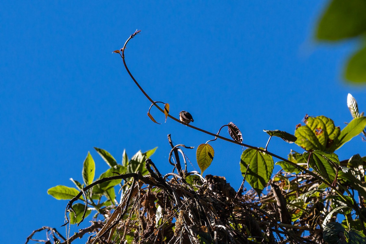 Wine-throated Hummingbird - ML620503495