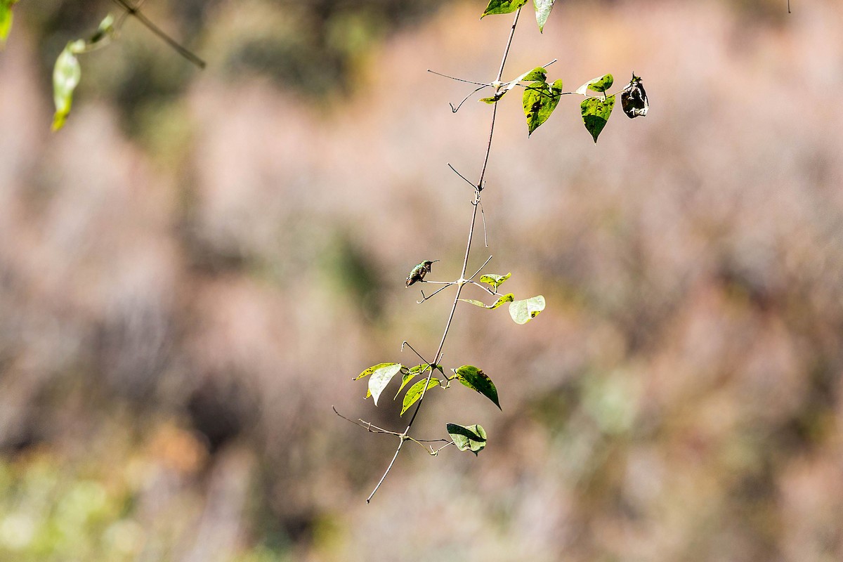 Wine-throated Hummingbird - ML620503505