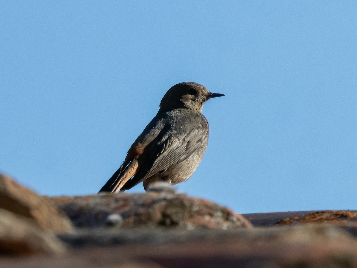 Black Redstart - ML620503512