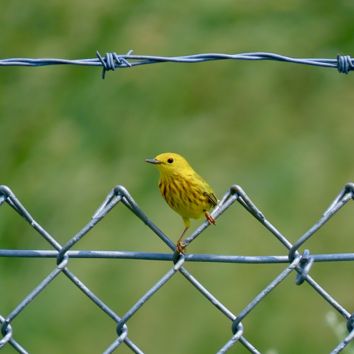 Yellow Warbler - Jocelyn K