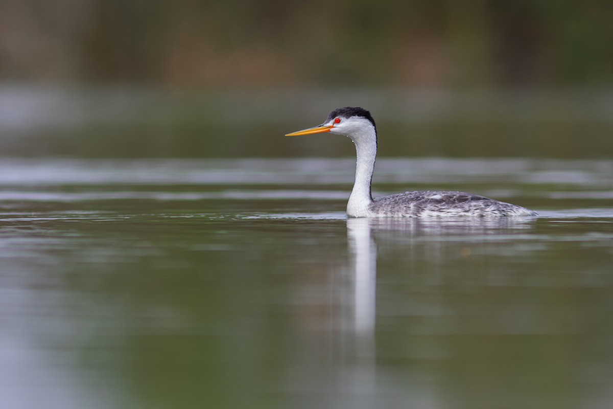 Clark's Grebe - ML620503521