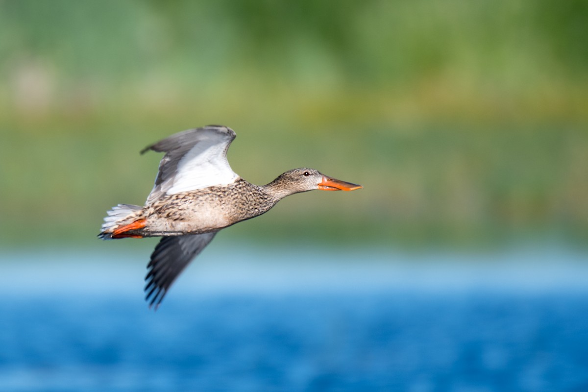 Northern Shoveler - ML620503522