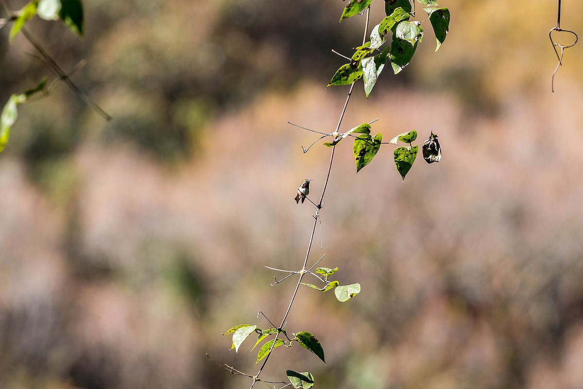 Wine-throated Hummingbird - ML620503524