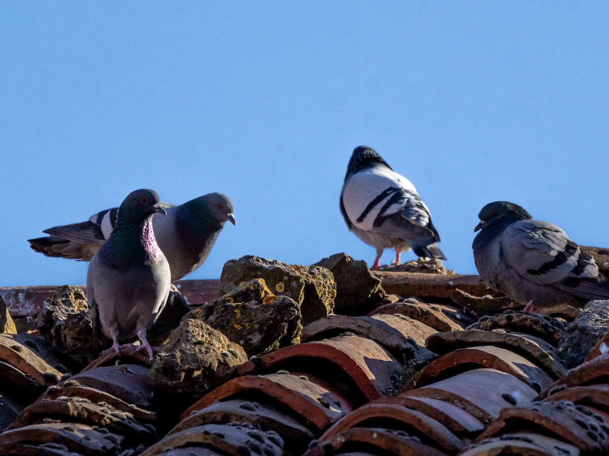 Rock Pigeon (Feral Pigeon) - ML620503525