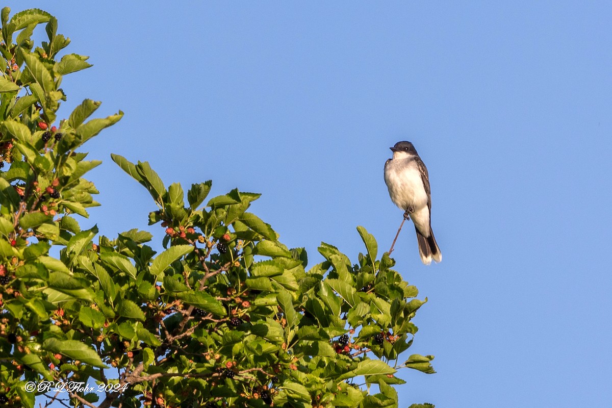 Eastern Kingbird - ML620503526