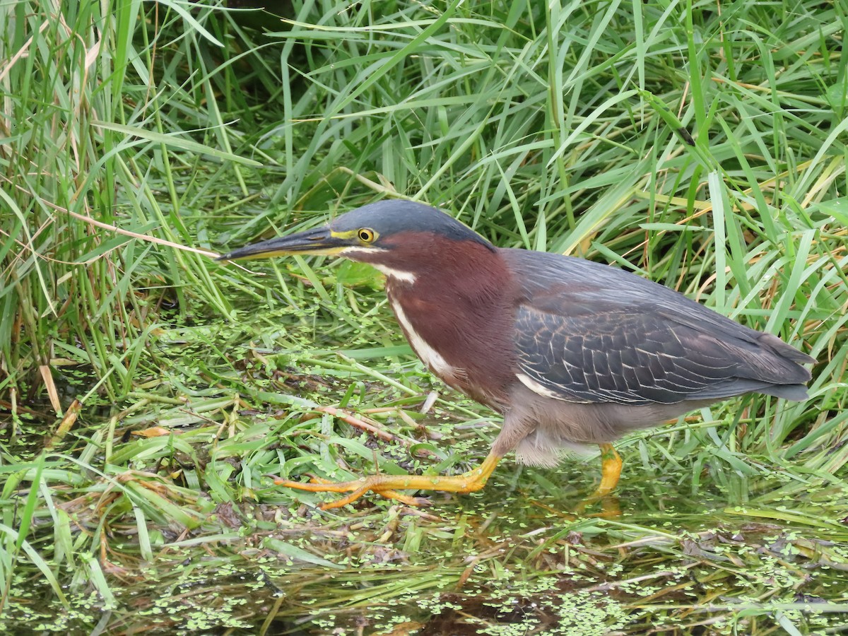 Green Heron - ML620503527