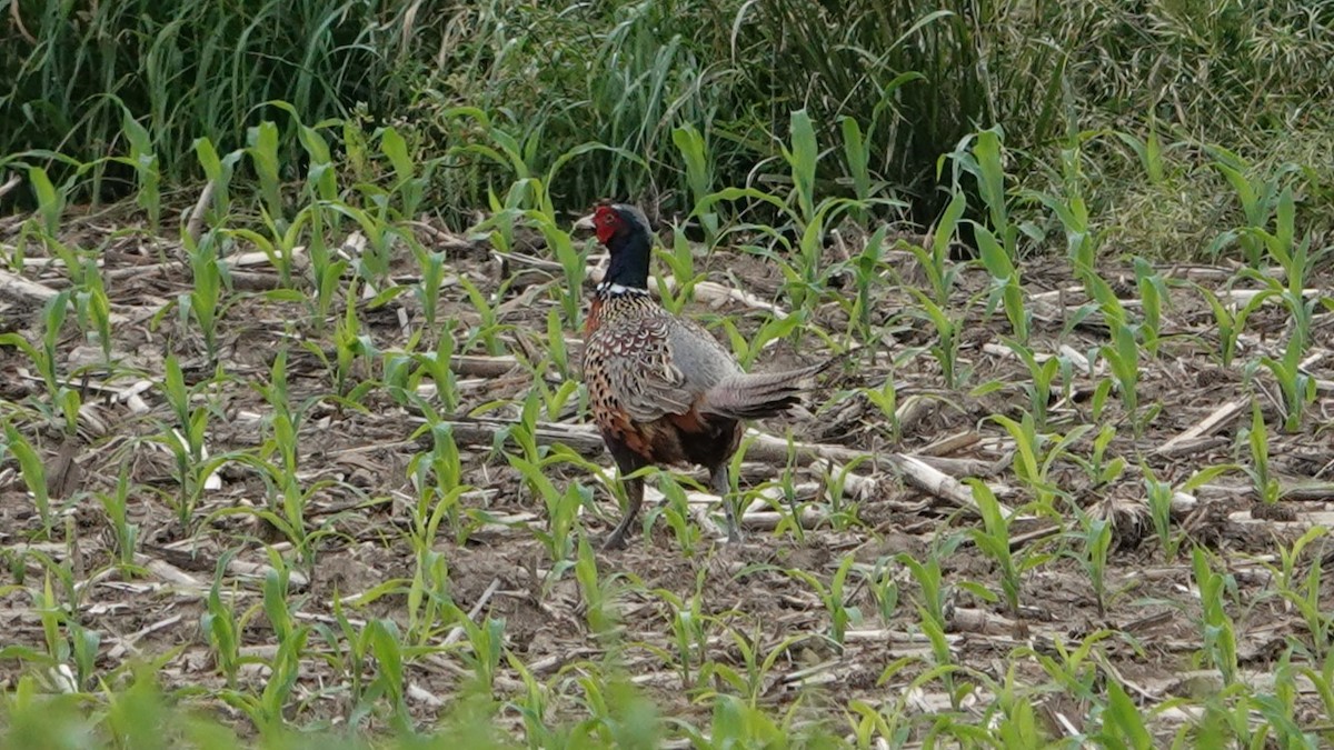 Ring-necked Pheasant - Martha Corfman