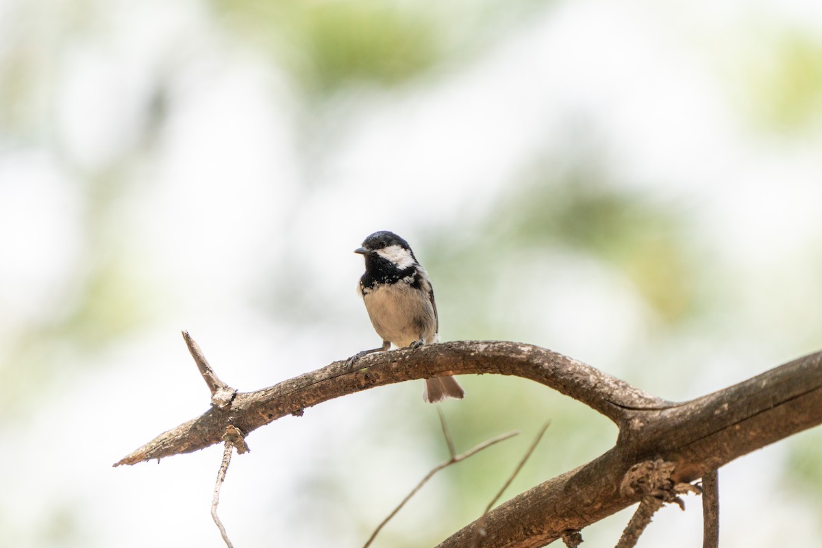 Coal Tit - ML620503541