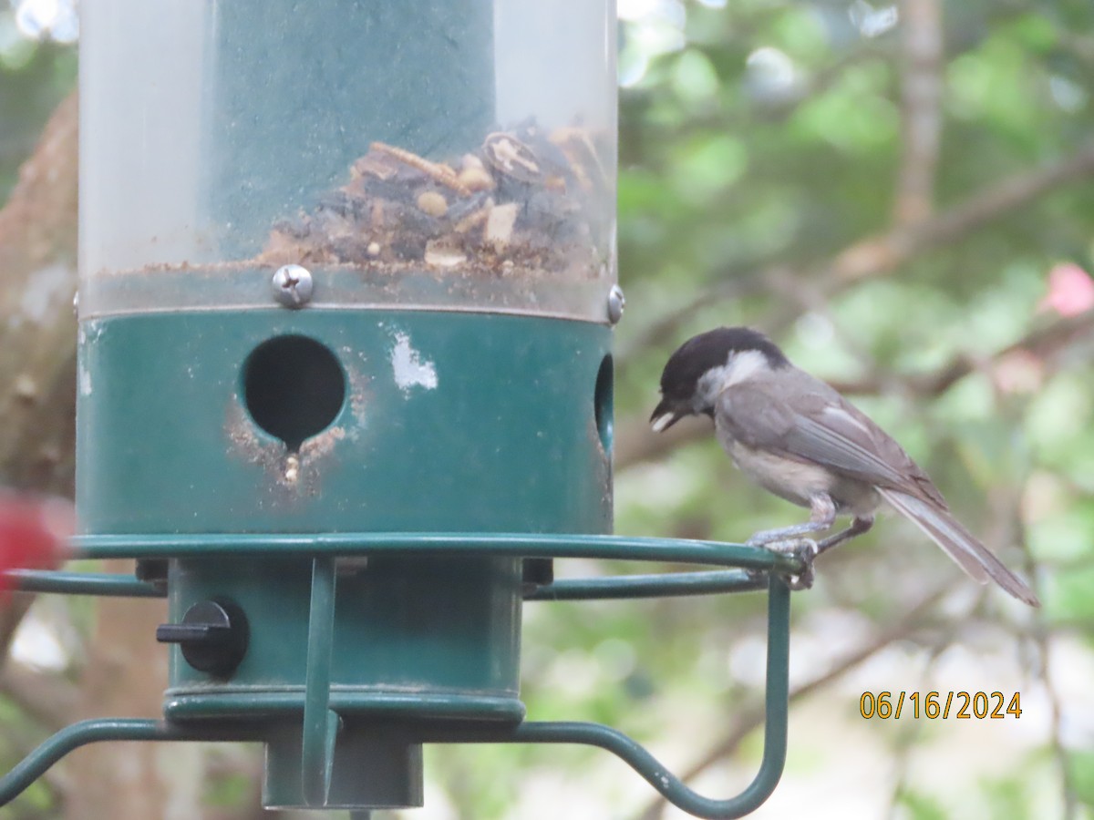 Carolina Chickadee - ML620503544